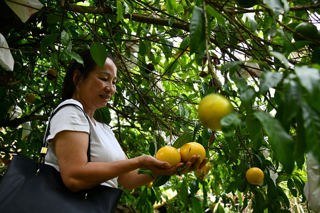 Nông dân Việt nơi vùng lê xứ Đài- Ảnh 5.