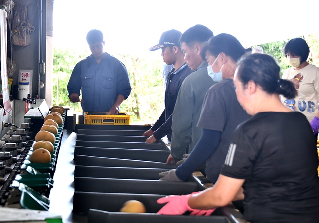 Nông dân Việt nơi vùng lê xứ Đài- Ảnh 6.