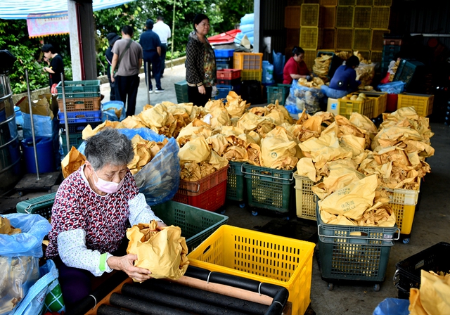Nông dân Việt nơi vùng lê xứ Đài- Ảnh 8.