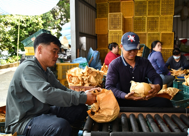 Nông dân Việt nơi vùng lê xứ Đài- Ảnh 9.