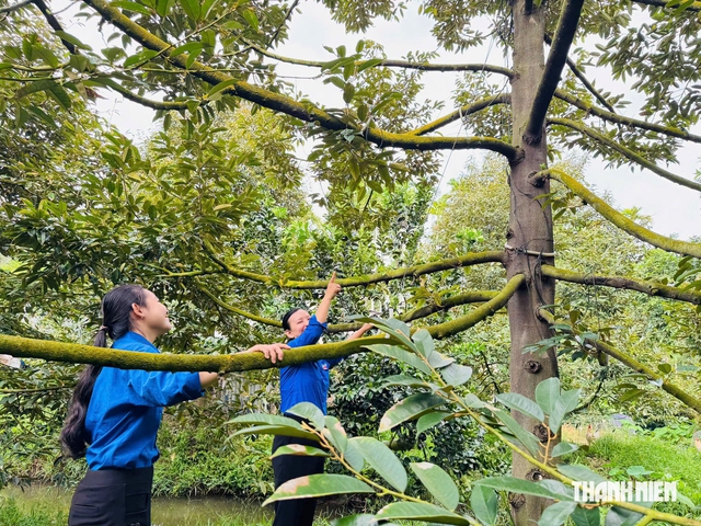 B&iacute; thư chi đo&agrave;n ấp khởi nghiệp với c&acirc;y sầu ri&ecirc;ng 'kh&oacute; t&iacute;nh'  - Ảnh 4.