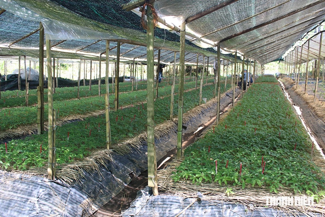 Định danh giá trị sâm Việt: Tìm bản sắc riêng cho sâm Việt- Ảnh 3.