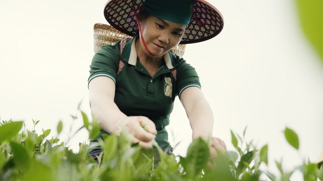 Trà Thái Nguyên lên sàn Tiktok Nhật Bản, dự triển lãm lớn nhất Trung Quốc - Ảnh 1.