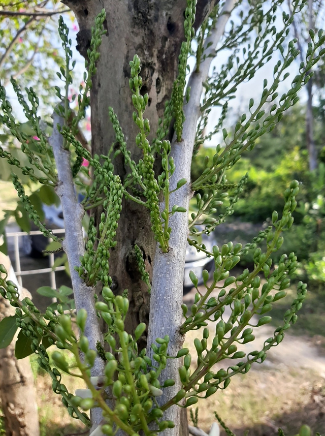 Làm gì từ bây giờ để điệp anh đào rực rỡ vào dịp tết? - Ảnh 1.