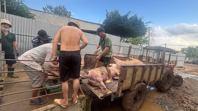 Triệt phá đường dây tuồn hơn 10.000 tấn heo sử dụng chất cấm ra thị trường - Ảnh 3.