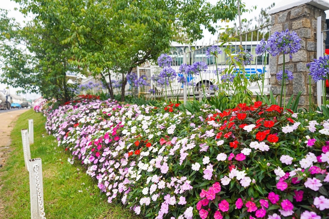 Đ&agrave; Lạt đồng loạt l&agrave;m sạch phố phường, trồng hoa đ&oacute;n Festival Hoa 2026- Ảnh 8.
