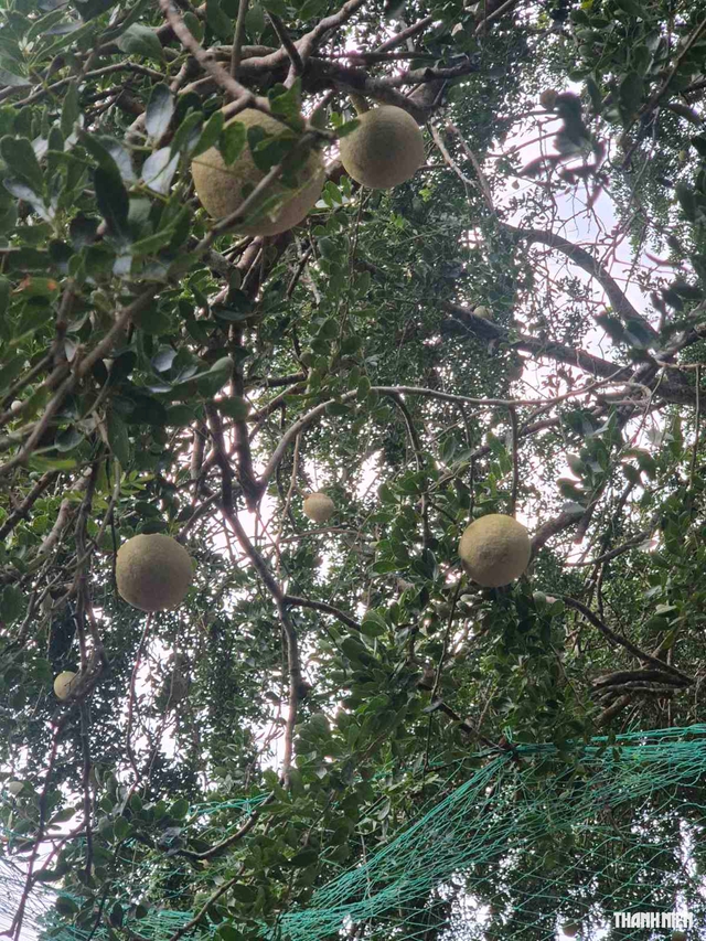 Tr&aacute;i qu&aacute;ch l&agrave; g&igrave; m&agrave; người trẻ rủ nhau về miền T&acirc;y để thưởng thức? - Ảnh 2.