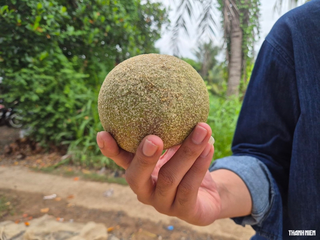 Tr&aacute;i qu&aacute;ch l&agrave; g&igrave; m&agrave; người trẻ rủ nhau về miền T&acirc;y để thưởng thức? - Ảnh 1.