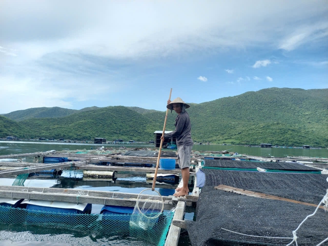 Cá chim vây vàng chết hàng loạt ở vịnh Vân Phong- Ảnh 2.