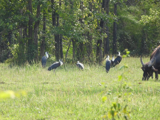 Khoảnh khắc đàn chim quý kiếm ăn ở Vườn quốc gia Yók Đôn - Ảnh 2.