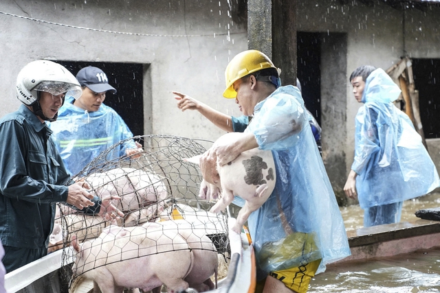 Khu dân cư ngập sâu, người dân đưa đàn heo đến nơi an toàn - Ảnh 4.