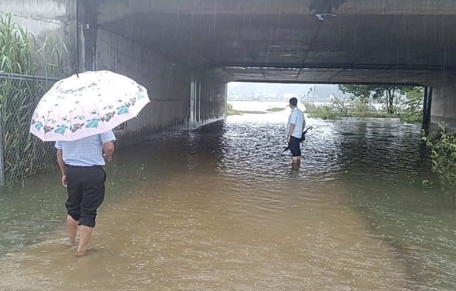 Khu dân cư ngập sâu, người dân đưa đàn heo đến nơi an toàn - Ảnh 7.