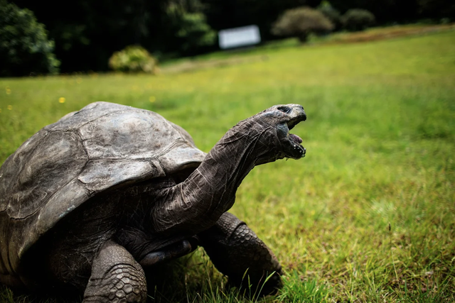 The oldest known land animal is 194. How did he get so ancient? - Ảnh 1.