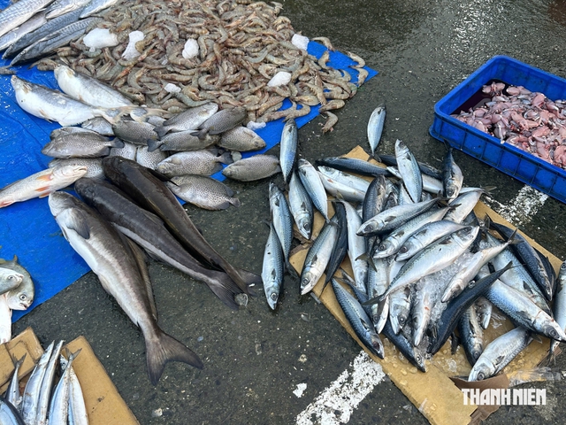 Trở lại chợ tự phát quanh chợ đầu mối Thủ Đức: Cá nằm la liệt dưới đường - Ảnh 3.