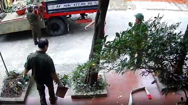 Chính quyền xin lỗi dân vì bốc nhầm cây cảnh - Ảnh 1.