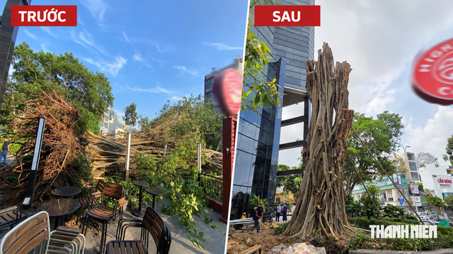 Cây cổ thụ bật gốc được 'hồi sinh' ở TP.HCM: Chuyên gia lý giải khả năng sống - Ảnh 1.