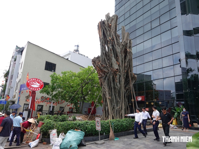 Cây cổ thụ bật gốc được 'hồi sinh' ở TP.HCM: Chuyên gia lý giải khả năng sống - Ảnh 2.