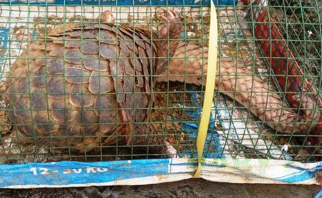 Ra đồng đặt lồng bắt cua, bất ngờ thấy t&ecirc; t&ecirc; qu&yacute; hiếm chui v&agrave;o - Ảnh 1.