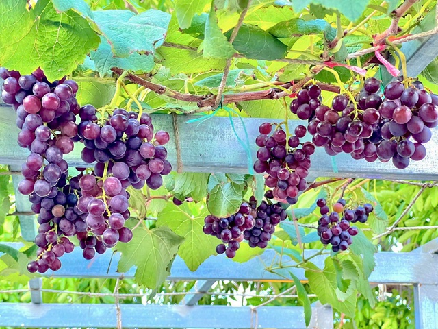 Thanh ni&ecirc;n C&agrave; Mau biến s&acirc;n thượng th&agrave;nh khu vườn v&agrave; gi&agrave;n c&agrave; chua 'h&aacute;i mỏi tay'- Ảnh 1.