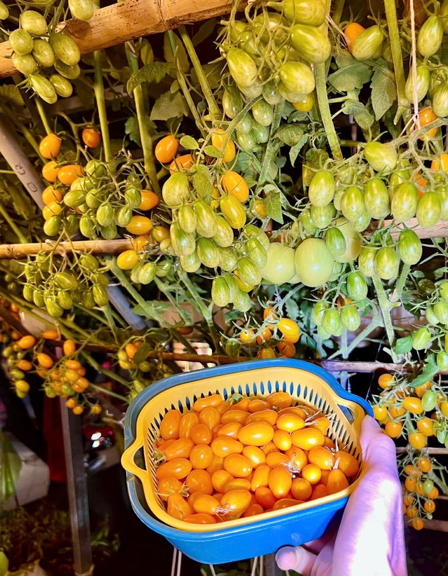 Thanh ni&ecirc;n C&agrave; Mau biến s&acirc;n thượng th&agrave;nh khu vườn v&agrave; gi&agrave;n c&agrave; chua 'h&aacute;i mỏi tay'- Ảnh 16.