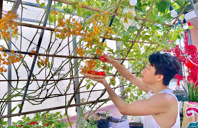 Thanh ni&ecirc;n C&agrave; Mau biến s&acirc;n thượng th&agrave;nh khu vườn v&agrave; gi&agrave;n c&agrave; chua 'h&aacute;i mỏi tay'- Ảnh 10.