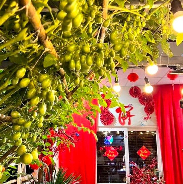 Thanh ni&ecirc;n C&agrave; Mau biến s&acirc;n thượng th&agrave;nh khu vườn v&agrave; gi&agrave;n c&agrave; chua 'h&aacute;i mỏi tay'- Ảnh 4.