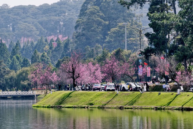 Mùa hoa mai anh đào Đà Lạt xuân 2026 đẹp chưa từng có- Ảnh 1. Mùa hoa mai anh đào Đà Lạt xuân 2026 đẹp chưa từng có- Ảnh 1.