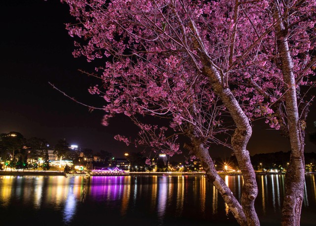 Mùa hoa mai anh đào Đà Lạt xuân 2026 đẹp chưa từng có- Ảnh 9. Mùa hoa mai anh đào Đà Lạt xuân 2026 đẹp chưa từng có- Ảnh 9.