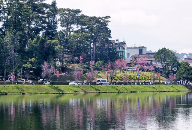 Mùa hoa mai anh đào Đà Lạt xuân 2026 đẹp chưa từng có- Ảnh 10. Mùa hoa mai anh đào Đà Lạt xuân 2026 đẹp chưa từng có- Ảnh 10.