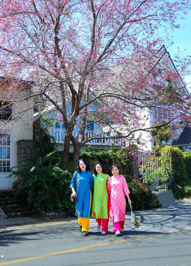 Mùa hoa mai anh đào Đà Lạt xuân 2026 đẹp chưa từng có- Ảnh 3. Mùa hoa mai anh đào Đà Lạt xuân 2026 đẹp chưa từng có- Ảnh 3.