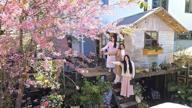 Mùa hoa mai anh đào Đà Lạt xuân 2026 đẹp chưa từng có- Ảnh 2. Mùa hoa mai anh đào Đà Lạt xuân 2026 đẹp chưa từng có- Ảnh 2.