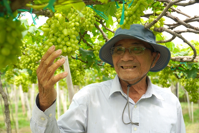 40 năm gắn b&oacute; với c&acirc;y nho Kh&aacute;nh H&ograve;a - Ảnh 3.