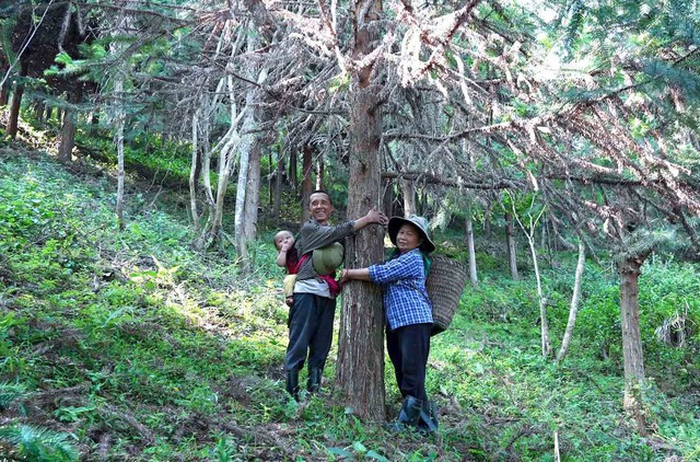 T&aacute;i sinh b&aacute;u vật rừng xanh- Ảnh 1.