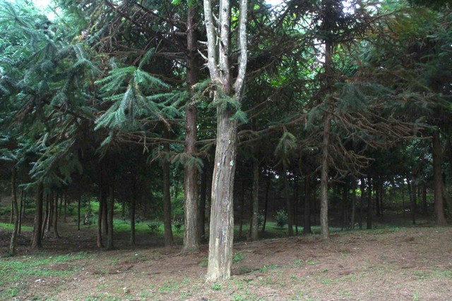 T&aacute;i sinh b&aacute;u vật rừng xanh- Ảnh 4.