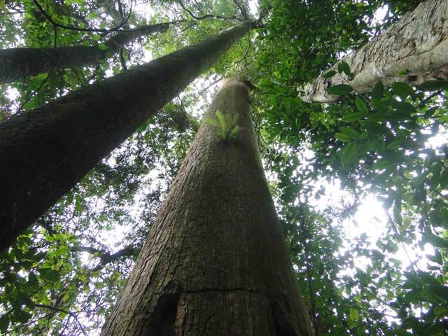 T&aacute;i sinh b&aacute;u vật rừng xanh- Ảnh 2.