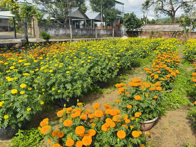 B&ocirc;ng thọ - m&ugrave;i vị tết qu&ecirc; - Ảnh 2.