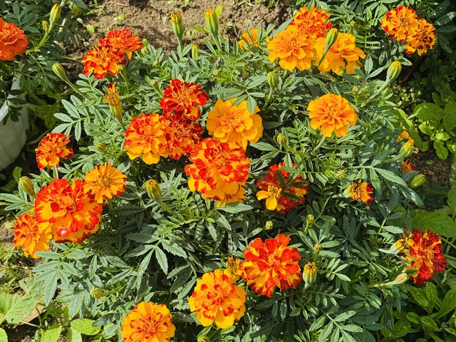 B&ocirc;ng thọ - m&ugrave;i vị tết qu&ecirc; - Ảnh 4.