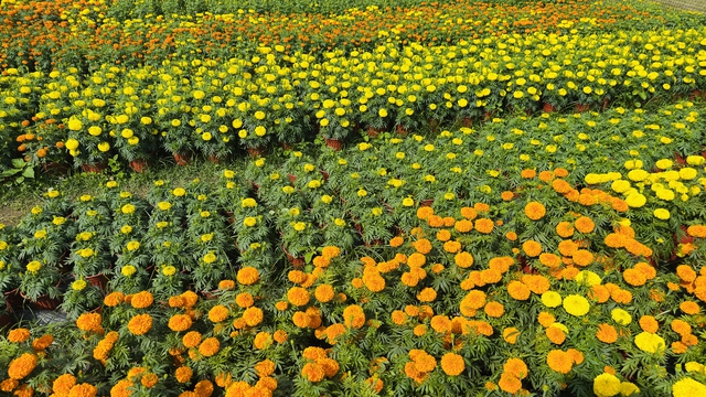 B&ocirc;ng thọ - m&ugrave;i vị tết qu&ecirc; - Ảnh 1.