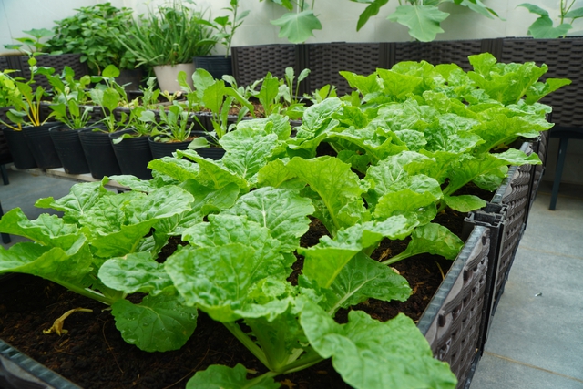 - Ảnh 1. - Ảnh 1.