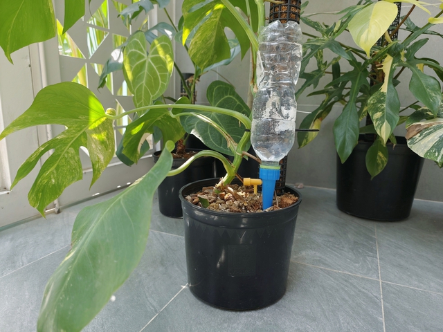 - Ảnh 4. - Ảnh 4.