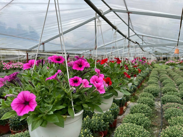 Hoa thơm nở tr&ecirc;n đất kh&oacute; ở Quảng Ng&atilde;i- Ảnh 5.