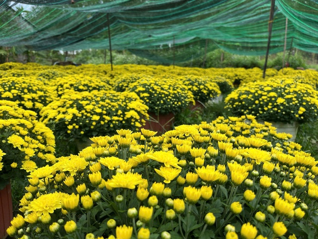 Hoa thơm nở tr&ecirc;n đất kh&oacute; ở Quảng Ng&atilde;i- Ảnh 4.