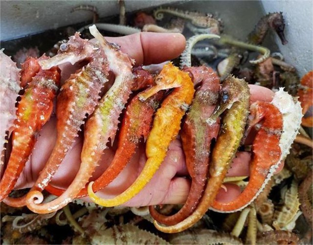 Năm Ngọ kể chuyện cá ngựa bố mang thai- Ảnh 2. Năm Ngọ kể chuyện cá ngựa bố mang thai- Ảnh 2.