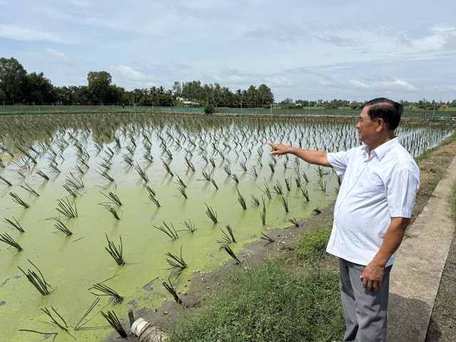 L&agrave;m gi&agrave;u từ 'cỏ dại' ở v&ugrave;ng đất ph&egrave;n mặn - Ảnh 2.