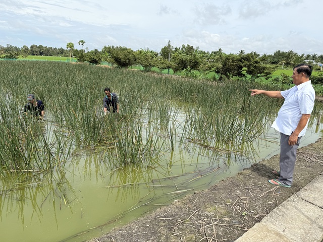 L&agrave;m gi&agrave;u từ 'cỏ dại' ở v&ugrave;ng đất ph&egrave;n mặn - Ảnh 3.
