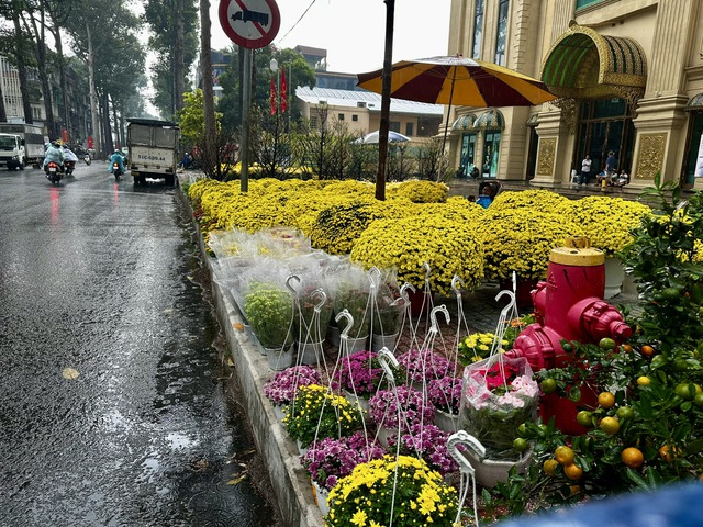 TP.HCM lại xuất hiện mưa tr&aacute;i m&ugrave;a, nh&agrave; vườn b&aacute;n hoa tết lo mất xu&acirc;n  - Ảnh 4.