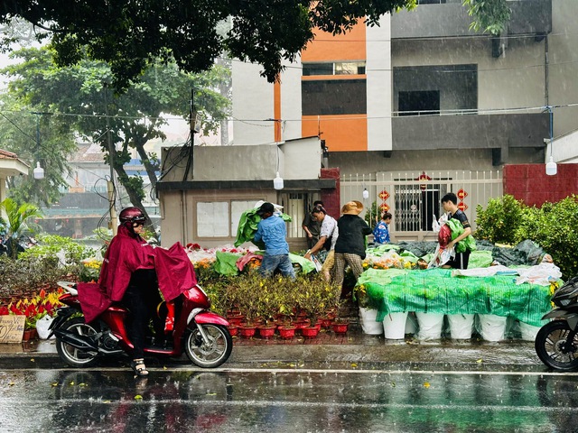 TP.HCM lại xuất hiện mưa tr&aacute;i m&ugrave;a, nh&agrave; vườn b&aacute;n hoa tết lo mất xu&acirc;n  - Ảnh 2.