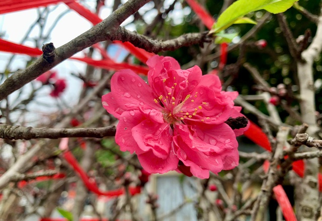 Đ&agrave;o cổ Y&ecirc;n B&aacute;i về H&agrave; Nội, hoa to như mặt ch&eacute;n, kh&aacute;ch 'rần rần chốt đơn' - Ảnh 4.