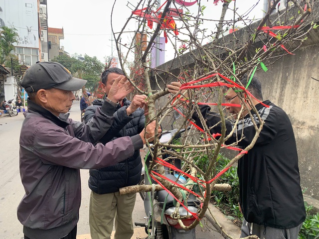 Đ&agrave;o cổ Y&ecirc;n B&aacute;i về H&agrave; Nội, hoa to như mặt ch&eacute;n, kh&aacute;ch 'rần rần chốt đơn' - Ảnh 6.