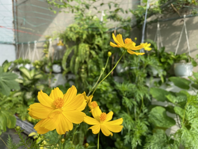 Về qu&ecirc; ăn tết l&agrave;m sao tưới c&acirc;y? C&aacute;ch xử l&yacute; nhanh gọn - Ảnh 1.